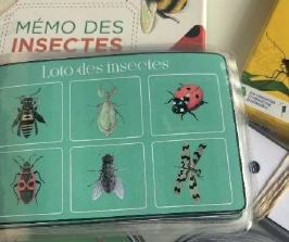 Atelier enfants au Musée des papillons : Insectes en jeux