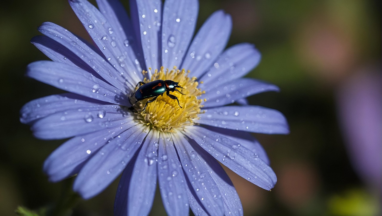 Sorties d&rsquo;observation en famille : A la rencontre des insectes