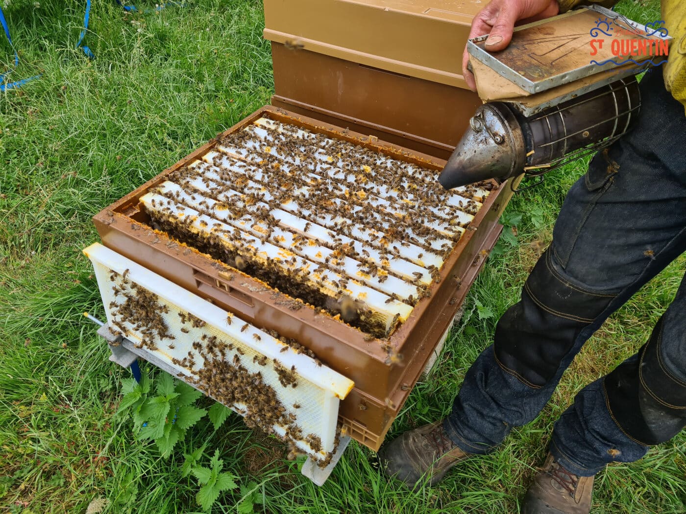 ambassadeur les abeilles de francilly 05 - Office de tourisme du Saint-Quentinois