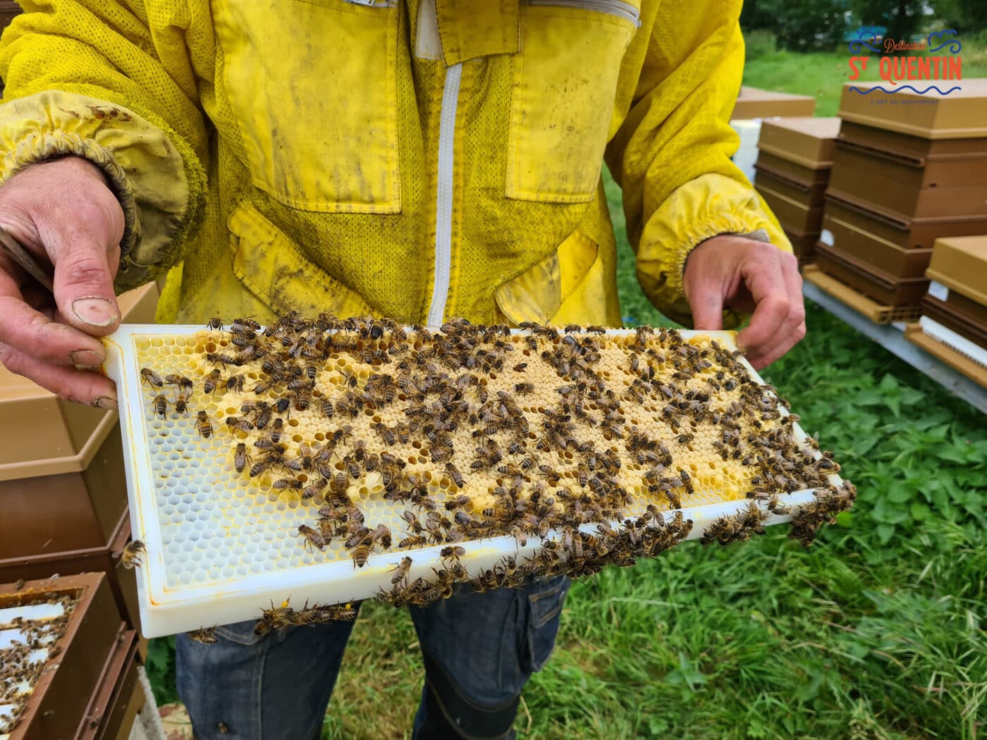 ambassadeur les abeilles de francilly 06 - Office de tourisme du Saint-Quentinois