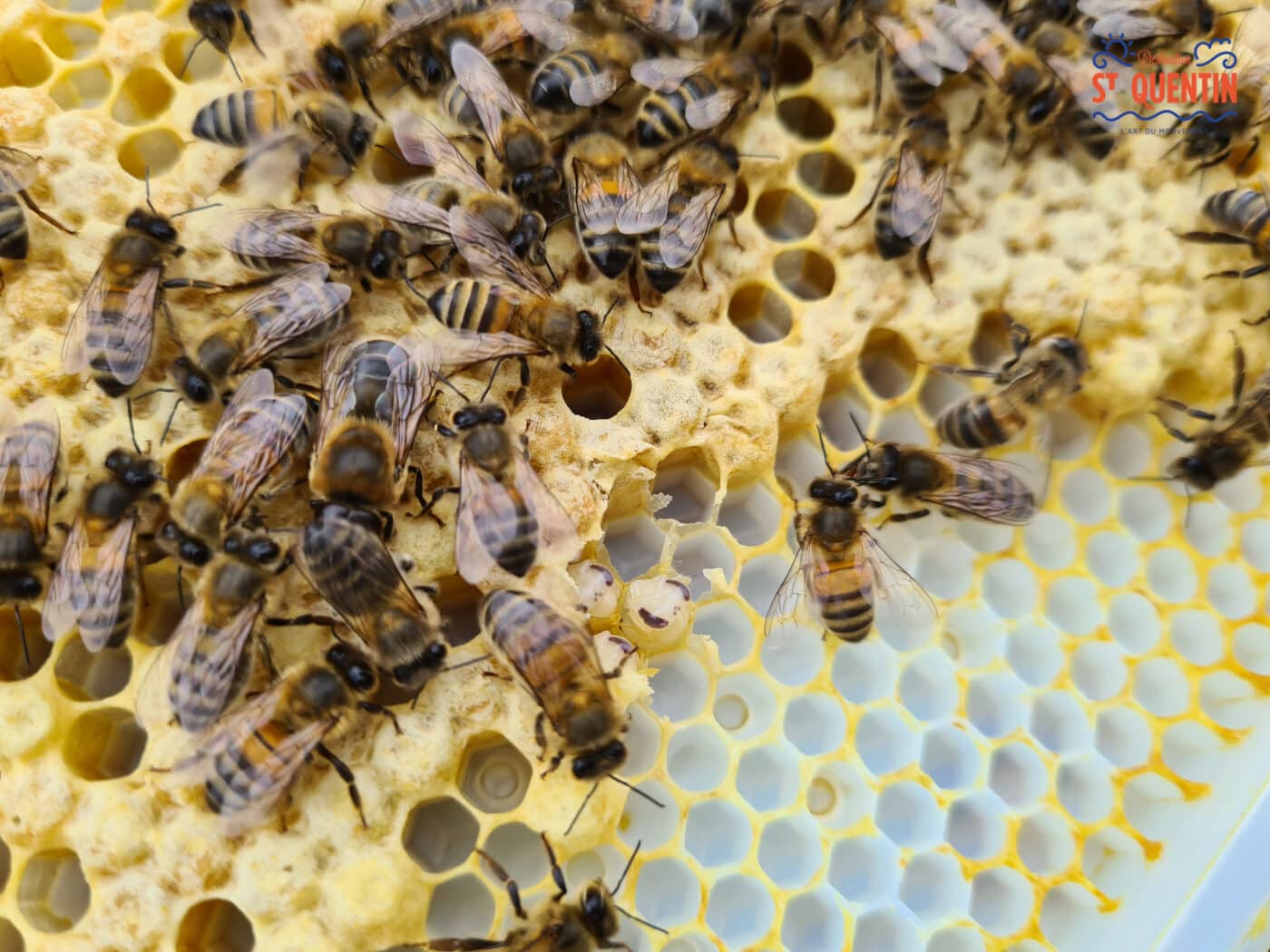 ambassadeur les abeilles de francilly 07 - Office de tourisme du Saint-Quentinois