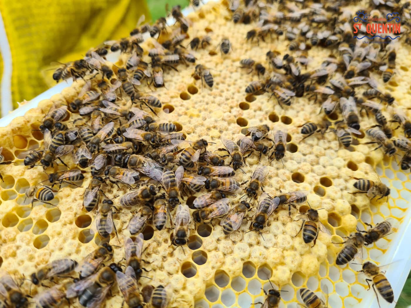 ambassadeur les abeilles de francilly 08 - Office de tourisme du Saint-Quentinois