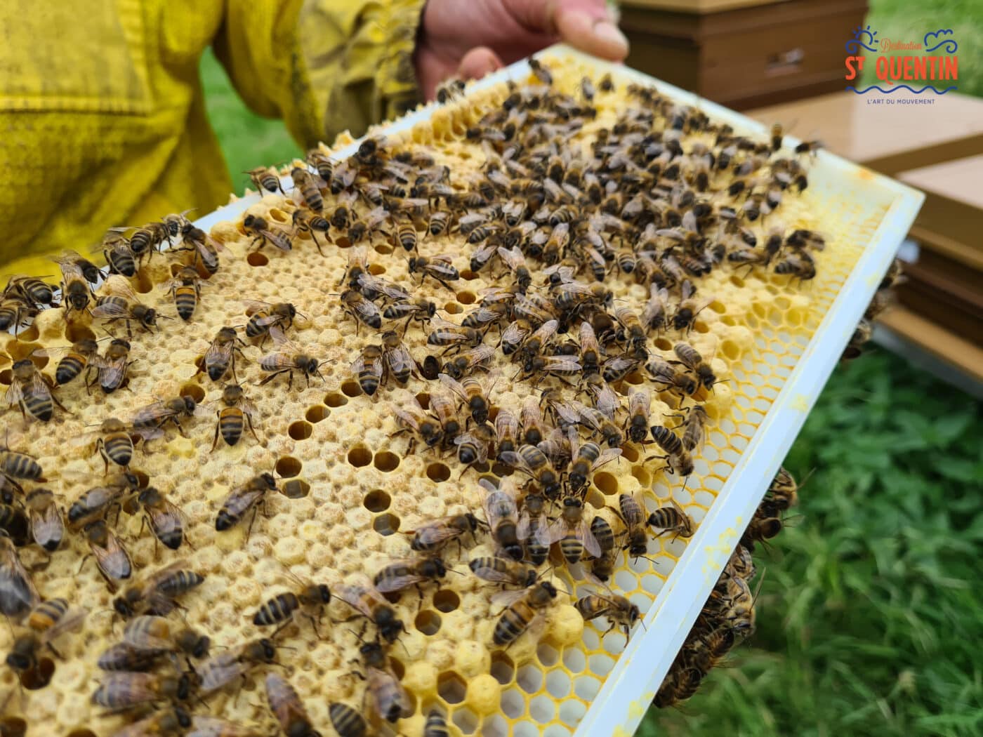 ambassadeur les abeilles de francilly 09 - Office de tourisme du Saint-Quentinois