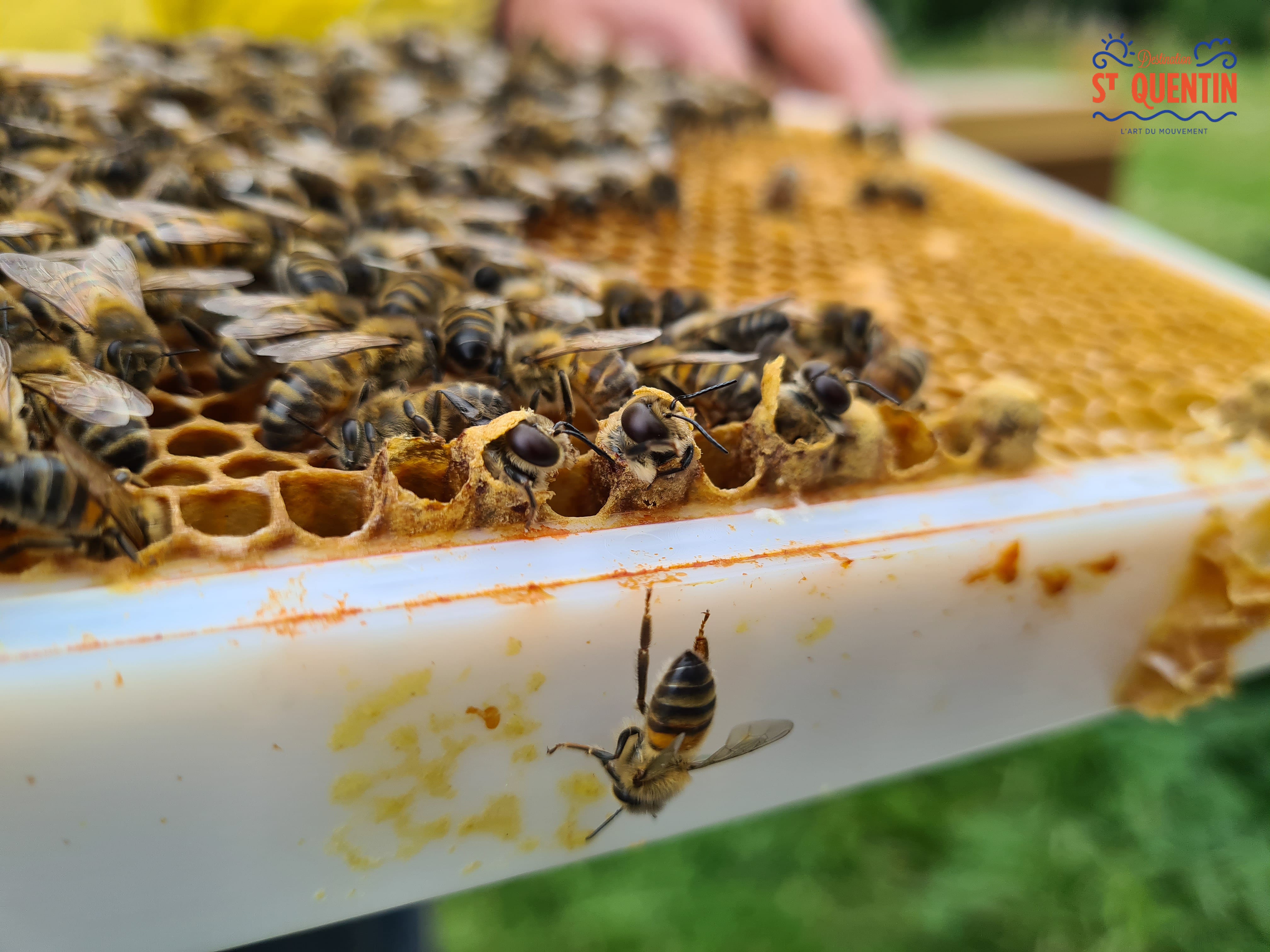 ambassadeur les abeilles de francilly 10 - Office de tourisme du Saint-Quentinois