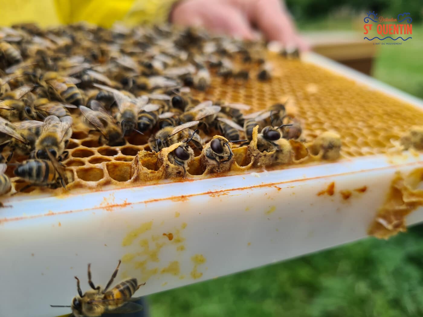 ambassadeur les abeilles de francilly 11 - Office de tourisme du Saint-Quentinois