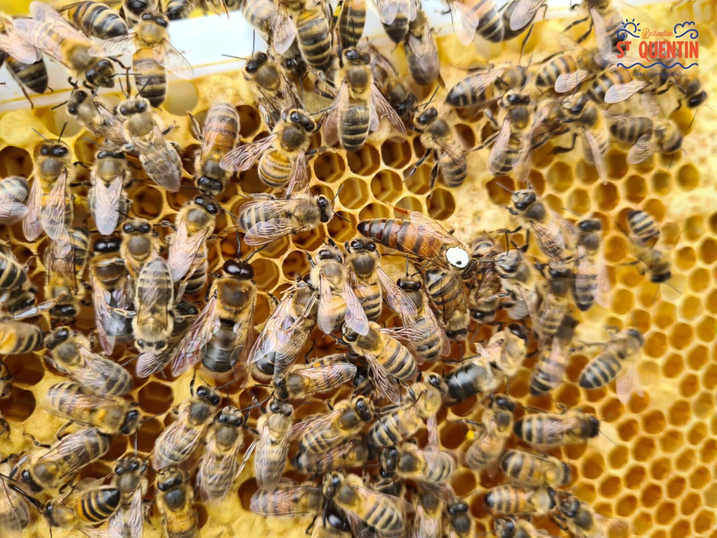 ambassadeur les abeilles de francilly 12 - Office de tourisme du Saint-Quentinois