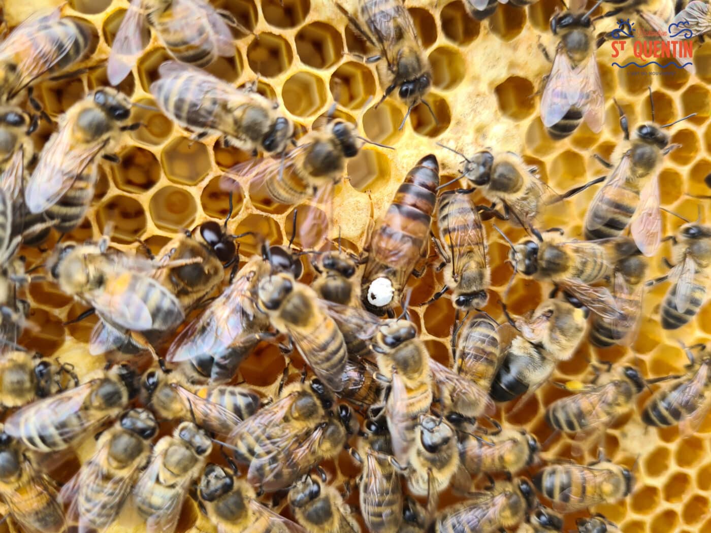 ambassadeur les abeilles de francilly 13 - Office de tourisme du Saint-Quentinois