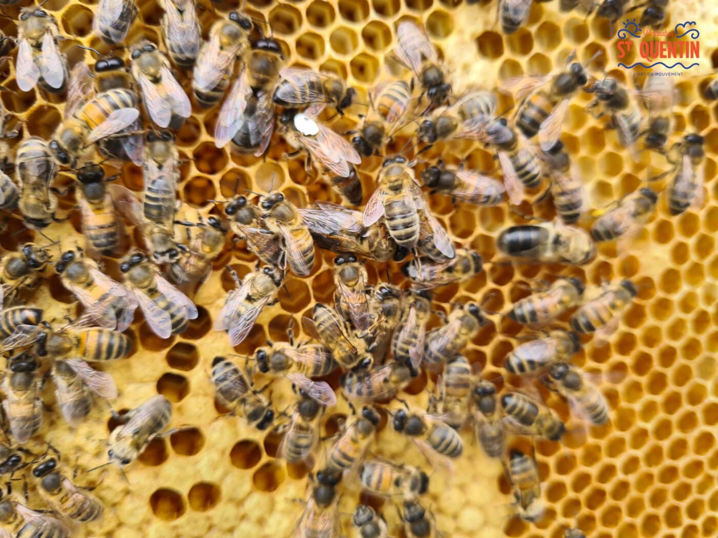 ambassadeur les abeilles de francilly 14 - Office de tourisme du Saint-Quentinois