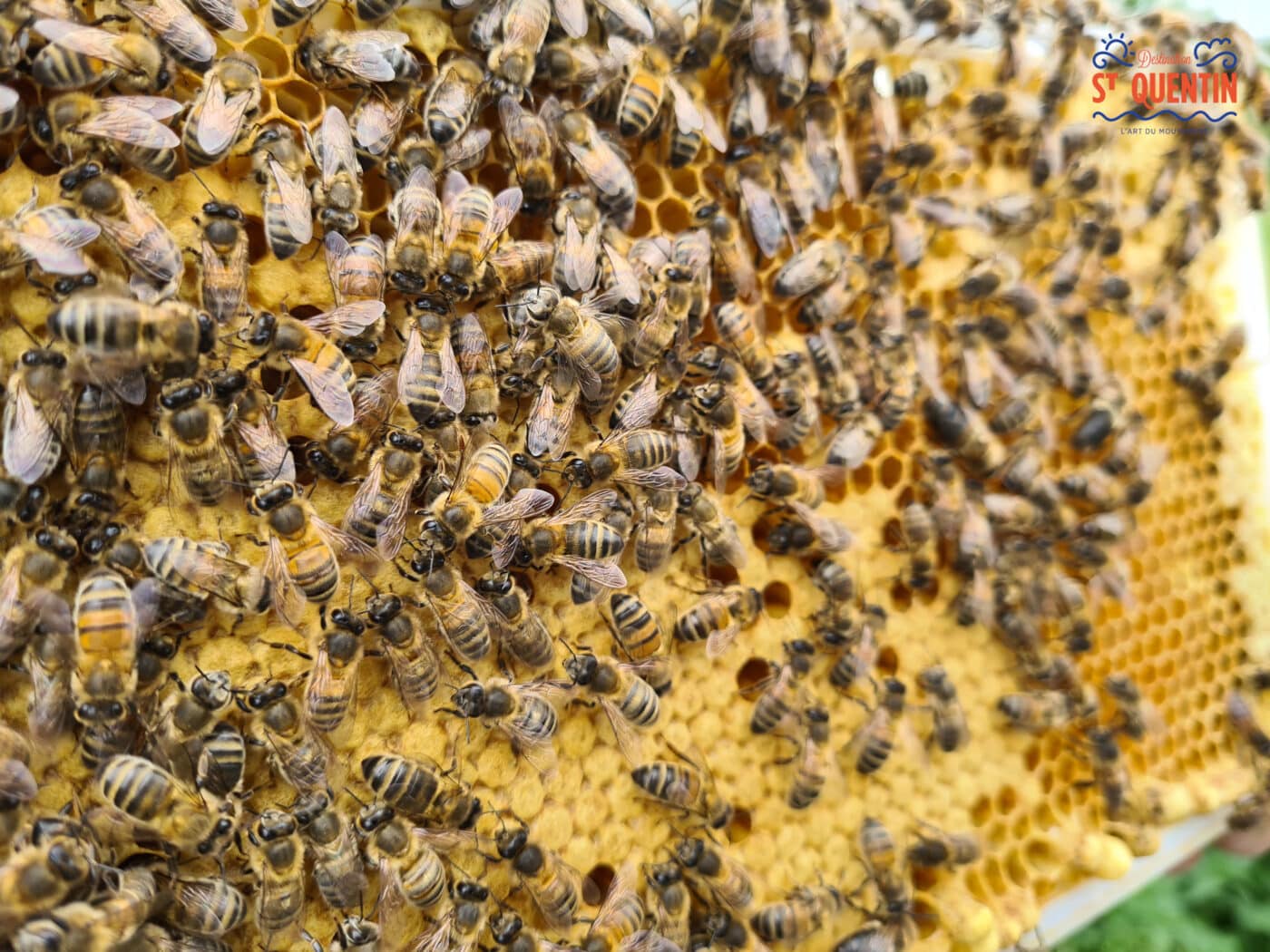 ambassadeur les abeilles de francilly 15 - Office de tourisme du Saint-Quentinois