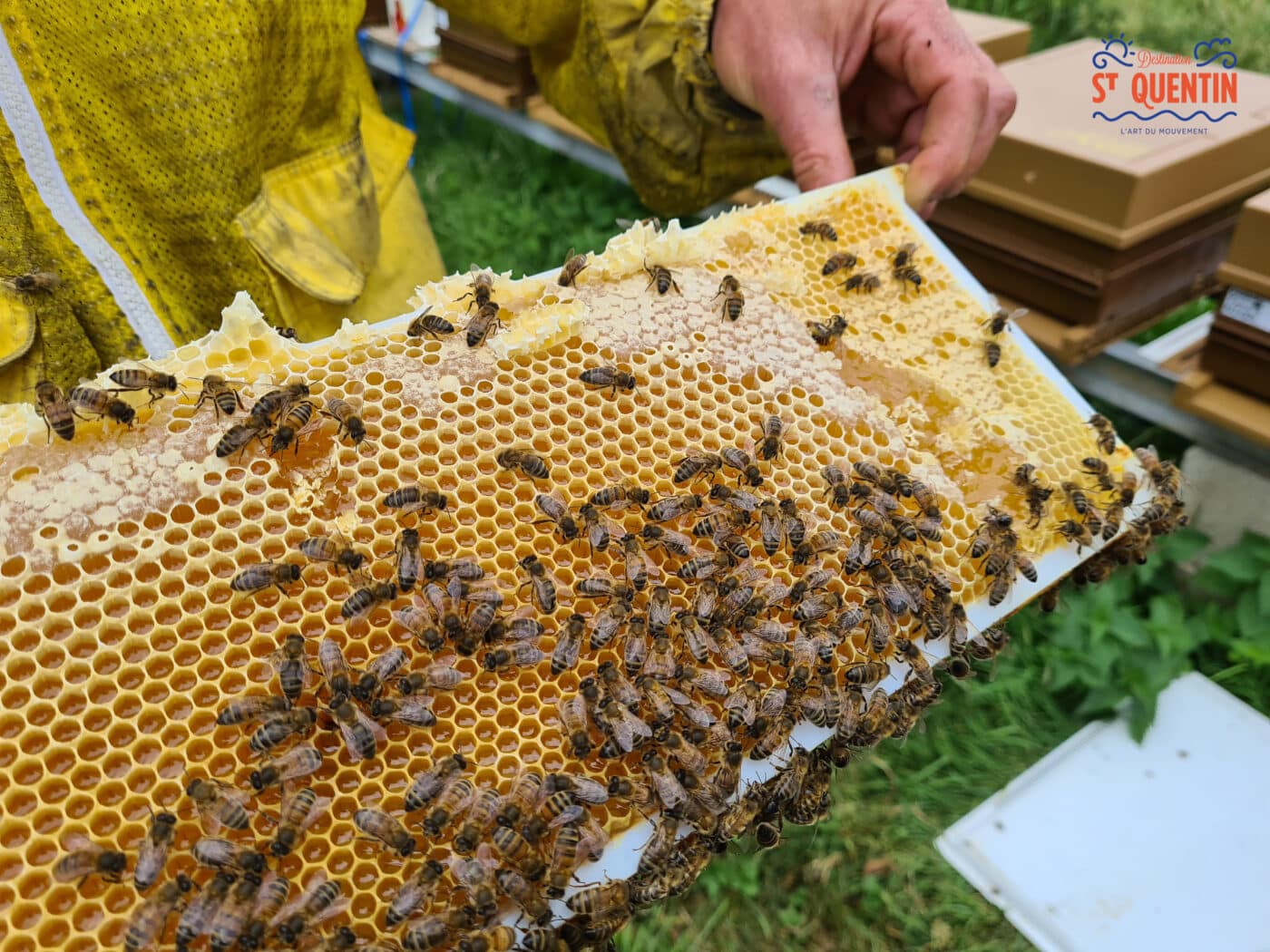 ambassadeur les abeilles de francilly 19 - Office de tourisme du Saint-Quentinois
