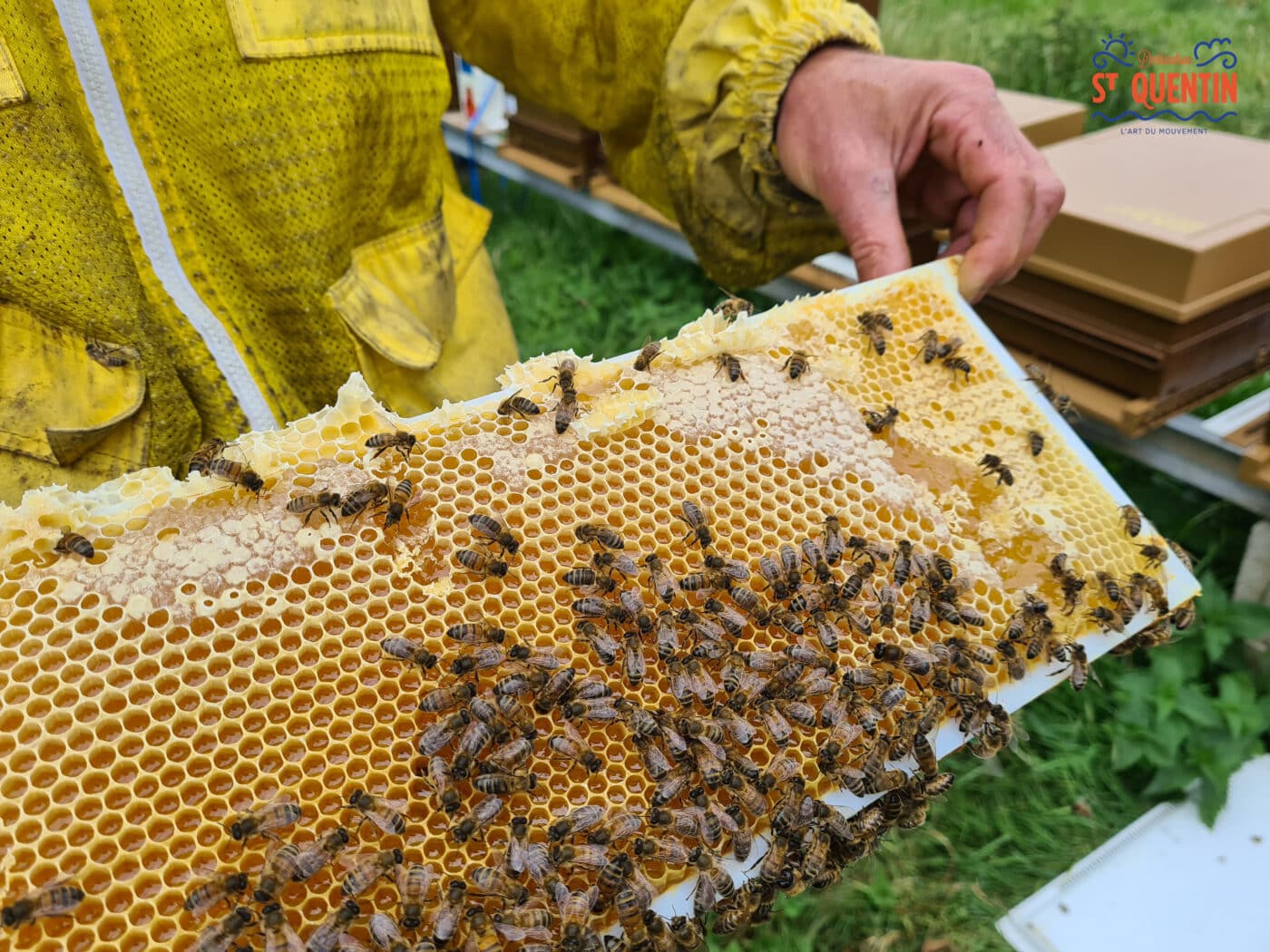 ambassadeur les abeilles de francilly 20 - Office de tourisme du Saint-Quentinois
