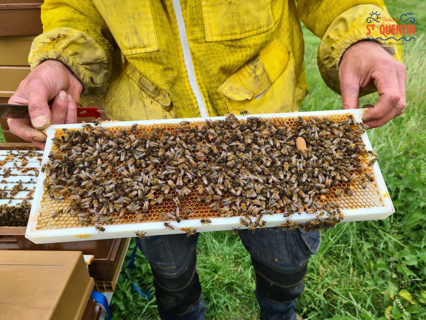 ambassadeur les abeilles de francilly 24 - Office de tourisme du Saint-Quentinois