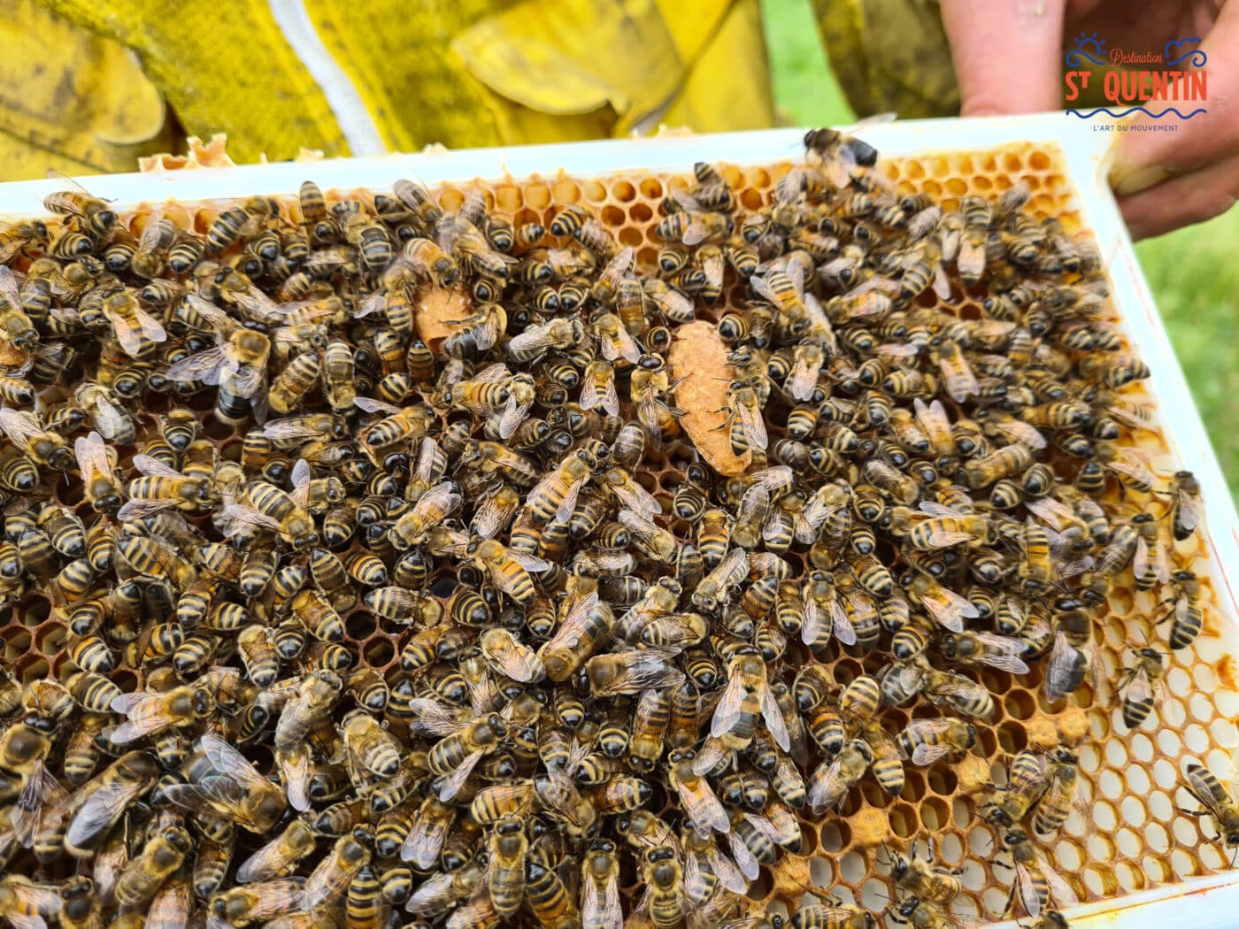 ambassadeur les abeilles de francilly 25 - Office de tourisme du Saint-Quentinois