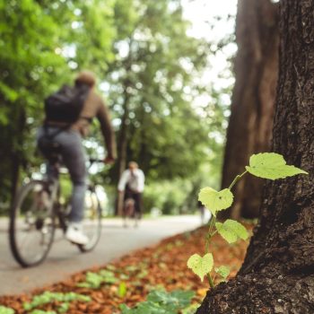 Plant growing on the tree bark The plant growing on the tree bark