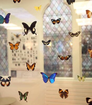 musée des papillons 22 musée des papillons 22
