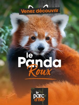 panda roux