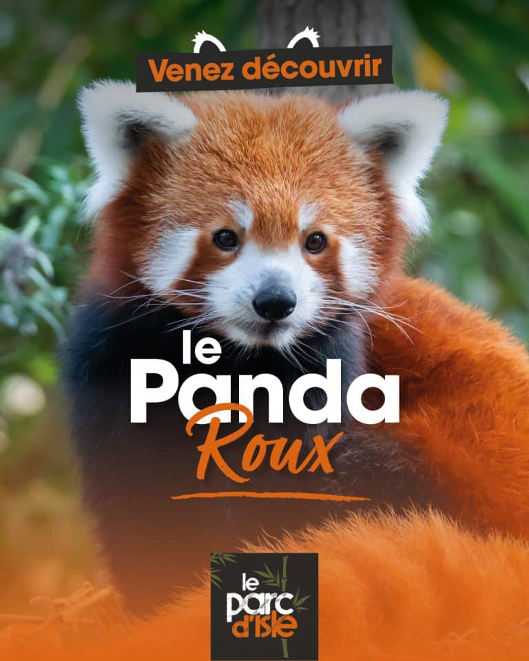 panda roux - Office de tourisme du Saint-Quentinois